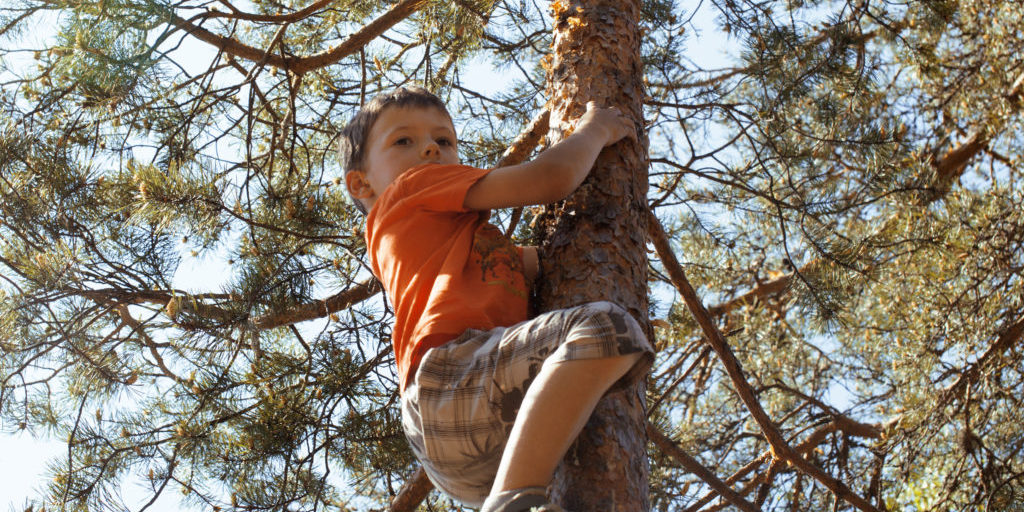 little cute boy climbing on tree hight, along among pines in forrest